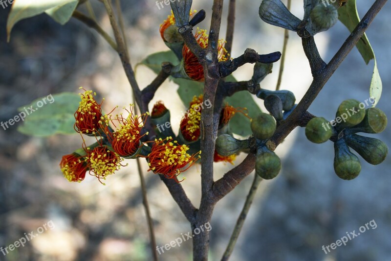 Nature Plants Outback Eucalypt Seed Pod