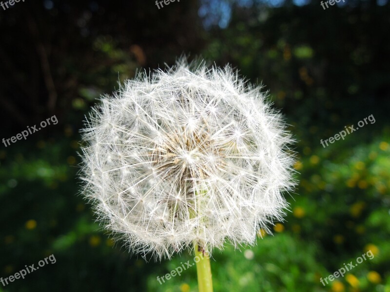 Seed Flower Nature Plant Wind