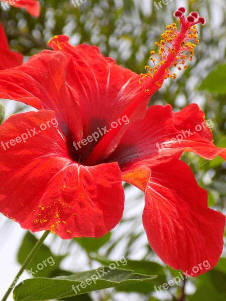 Red Blossom Bloom Exotic Close Up