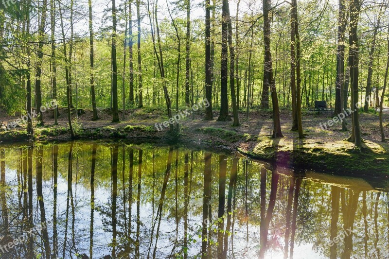 Forest Pond Water Trees Park