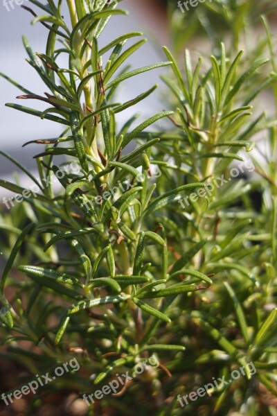 Rosemary Herbs Garden Nature Free Photos