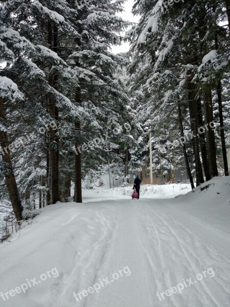 Winter Forest Christmas Tree Path Free Photos