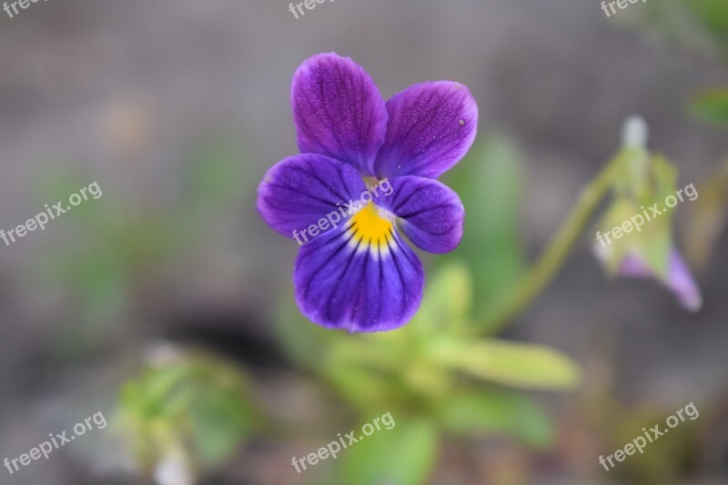 Pansy Summer Garden Flower Nature