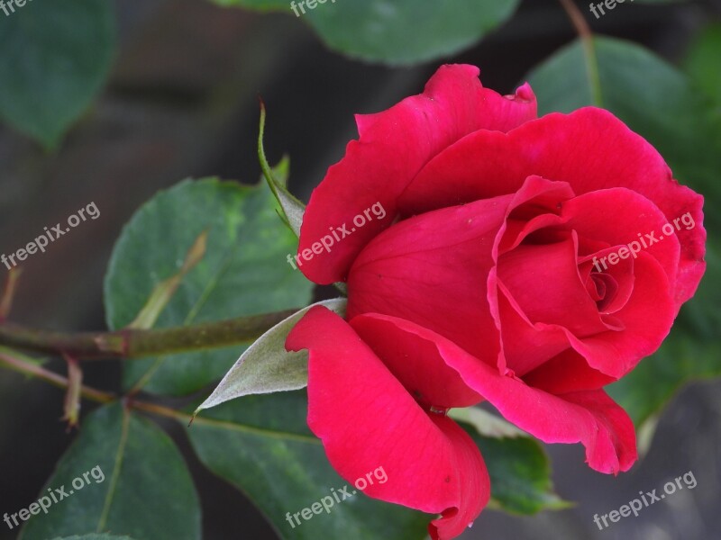 Rose Flower Spring Flowering Pink