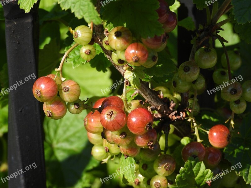 Currant The Currant Bush Branch Fruit Garden