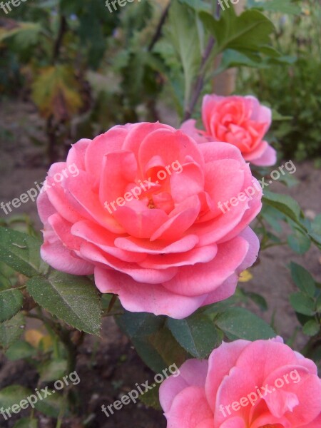 Rose Flower Pink Flower Garden Rose Free Photos