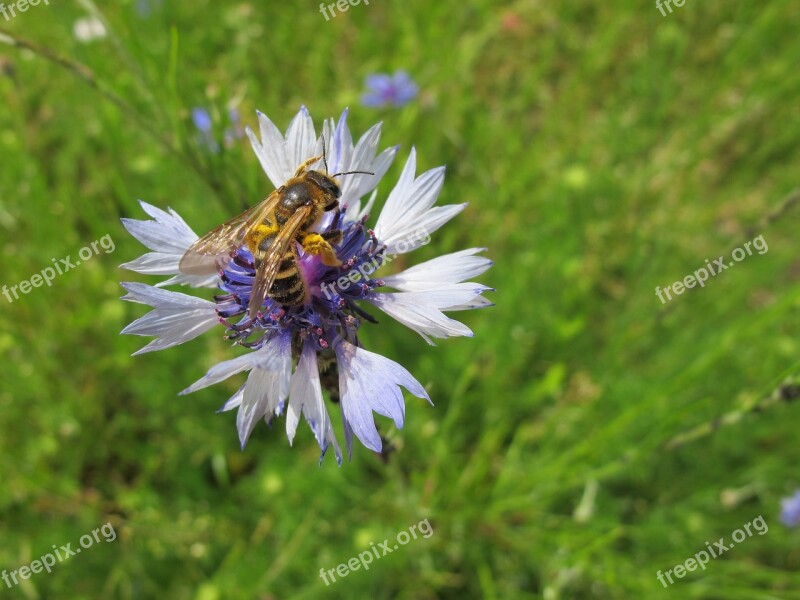 Bee Pollen Cornflower Meadow Insect