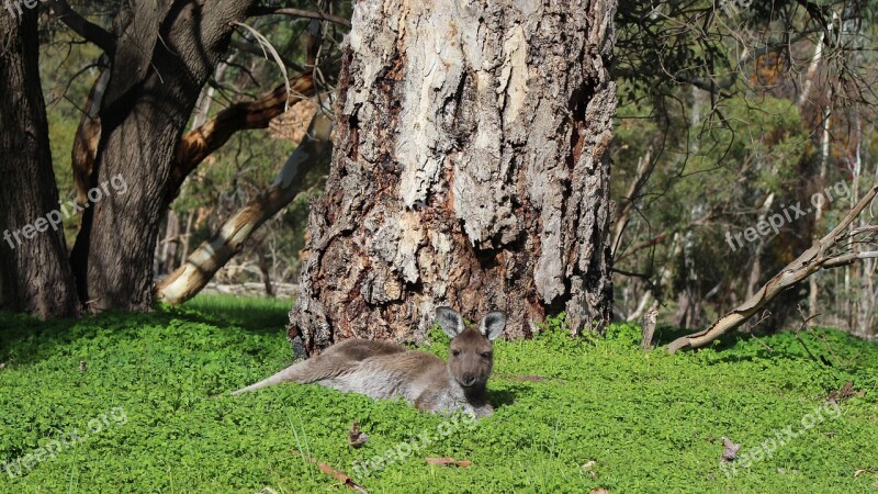 Kangaroo Marsupial Sleepy Resting Tree Trunk