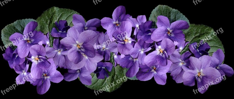 Flowers Violets Arrangement Perfume Garden