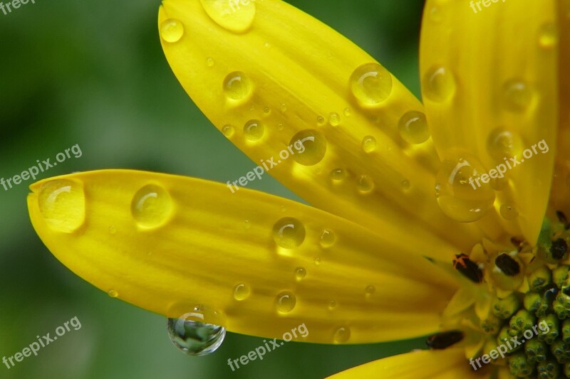 Flower Blossom Plant Nature Flora