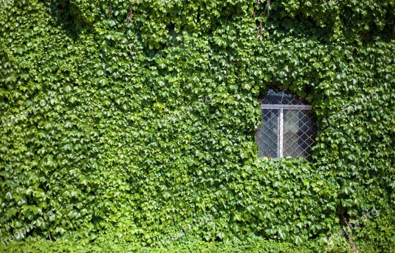 Vine Ivy Natural Spring Beautiful