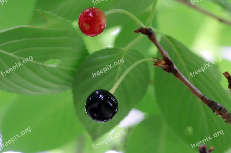 Cherry Cherry Tree Fruit Nature Sweet