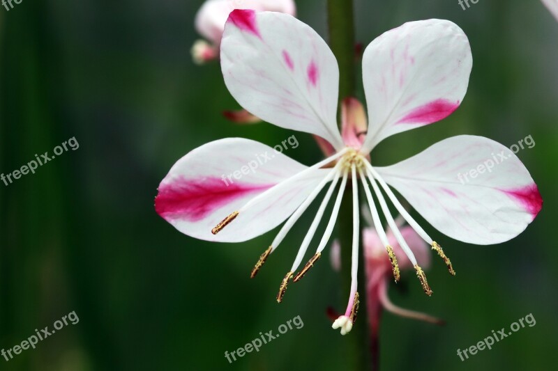 Summer Summer Flowers Flowers Nature Plants