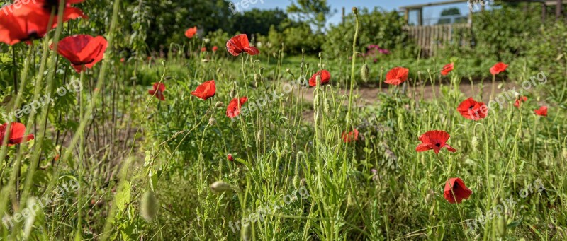 Klatschmohn Sprinkle Nature Insect Blossom