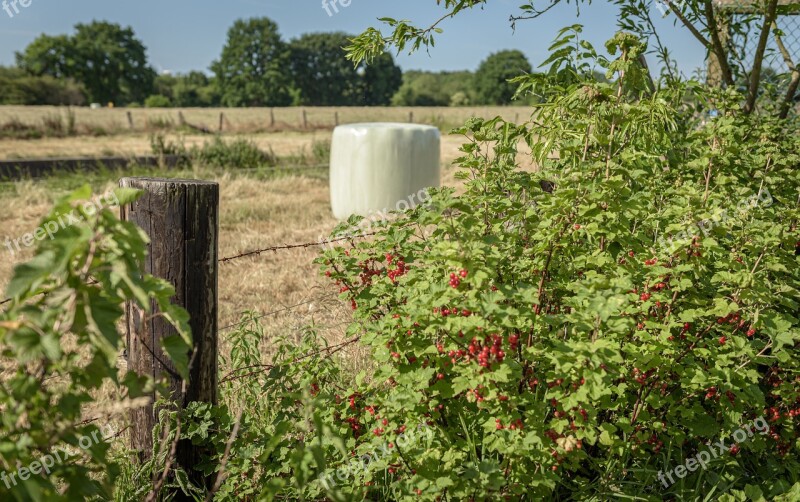 Pasture Silage Currants Pasture Fence Bale