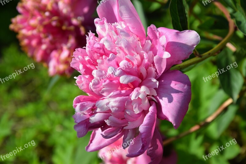 Peony Pink Flower Garden Summer