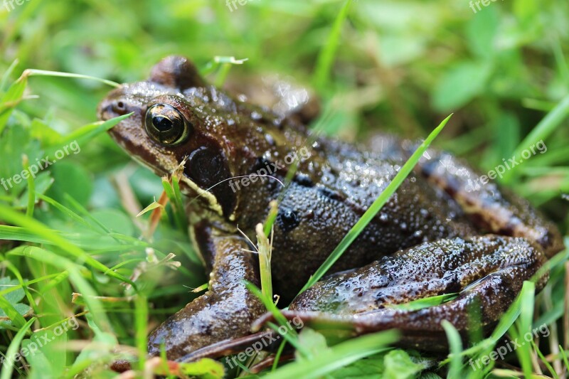 Frog Eyes Green Amphibian Toad