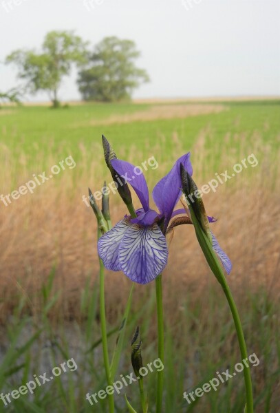 Flower Blue Blossom Bloom Plant