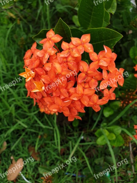 Flower Pin Orange A Short Flowers Nature