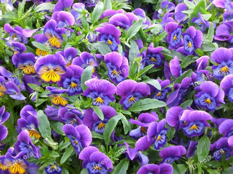 Flowers Pansies Plant Summer Flower Bed