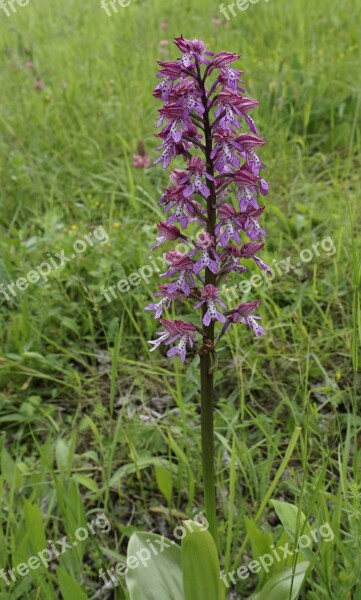 Helmet Orchid Wild Orchid Flower Free Photos