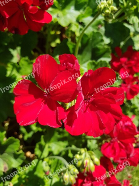 Red Flowers Bloom Garden Flowers Blossom