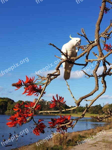 Cockatoo Bird Tree Nature Wildlife