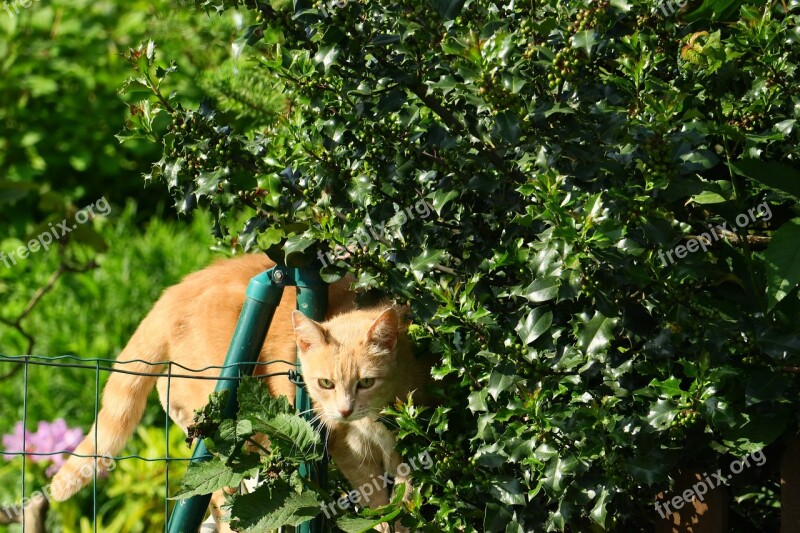 Cat Female Curious Animal Cute