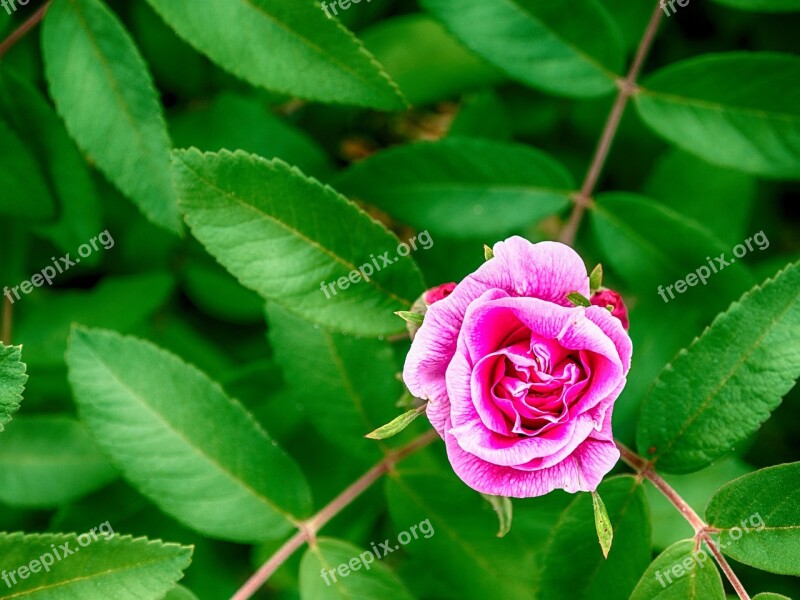 Beautiful Wallpaper Rosa Flower Spring