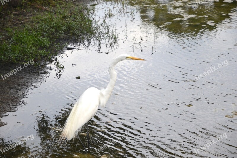 Egret Bird Water Animal Wings