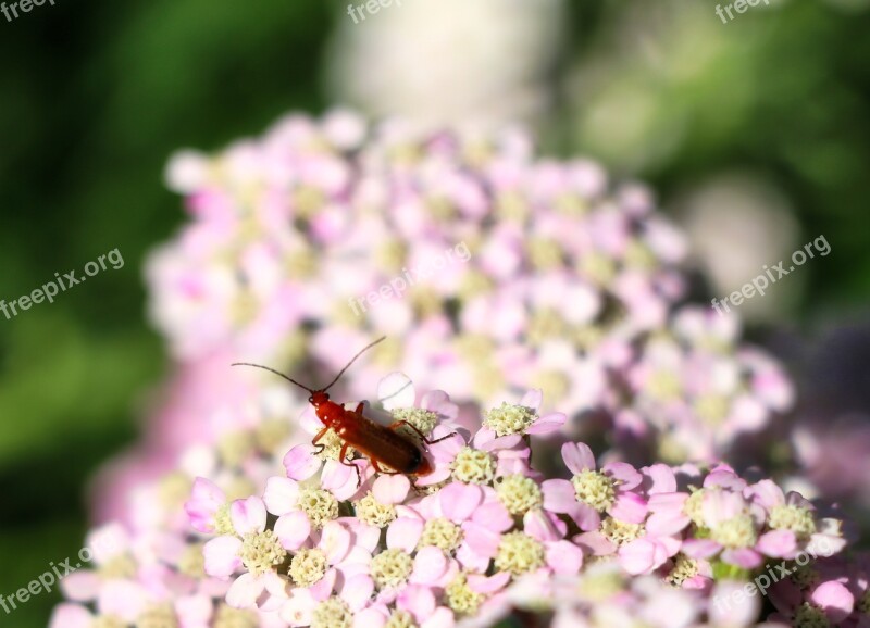 Yarrow Flowers Beetle White Garden