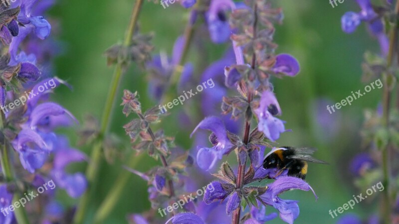 Flower Bumblebee Bee Bees Honey