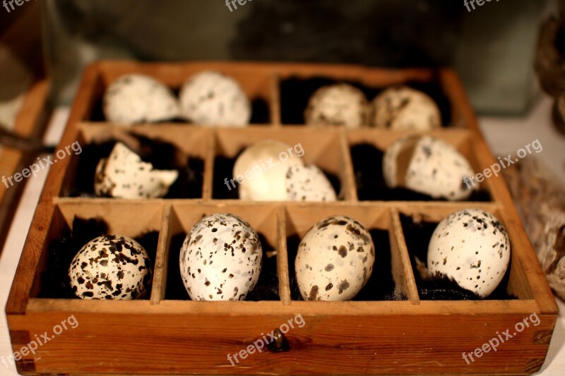 Eggs Birds ' Eggs Box Collection Free Photos