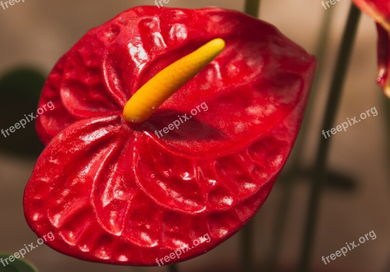 Anthurium Flower Plant Red Araceae