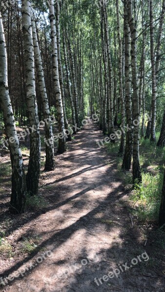 Forest Birch Tree The Bark The Environment