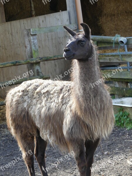 Lama Stall Cheeky Curious Cuddly