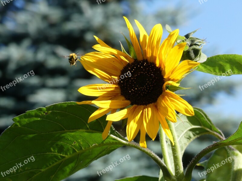 Sunflower Yellow Bee Garden Summer