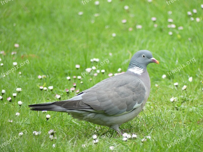 Dove Wild Pigeon Bird Plumage Feather