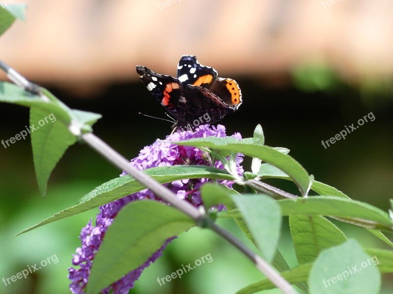 Butterfly Lilac Insect Nature Close Up