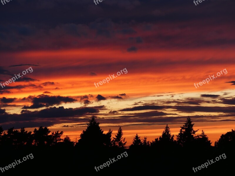 Sunset Firs Conifers Afterglow Sky