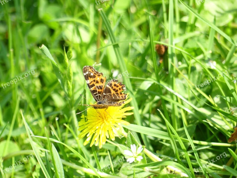 Butterfly Insect Nature Summer Wing