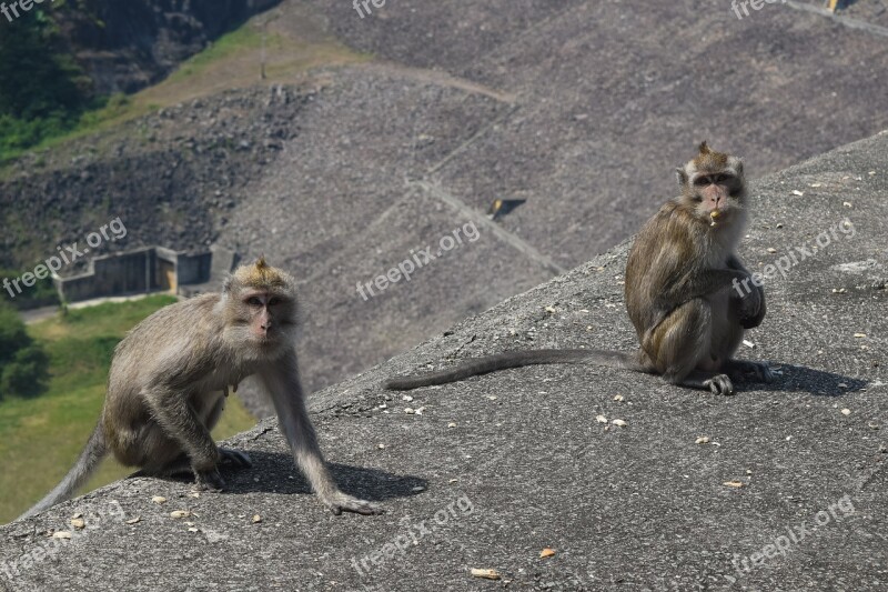 Monkey Forest Animals Indonesia Nature