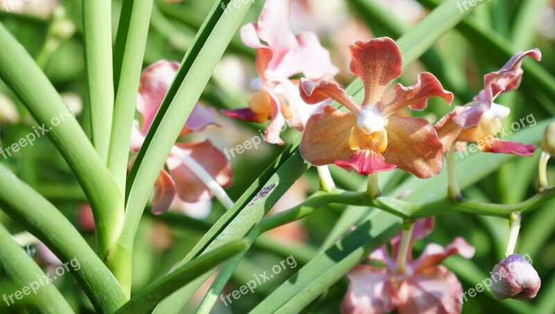 Flower Flora Nature Summer Garden