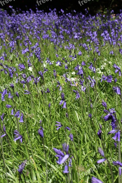 Bluebells Field Meadow Plants Nature