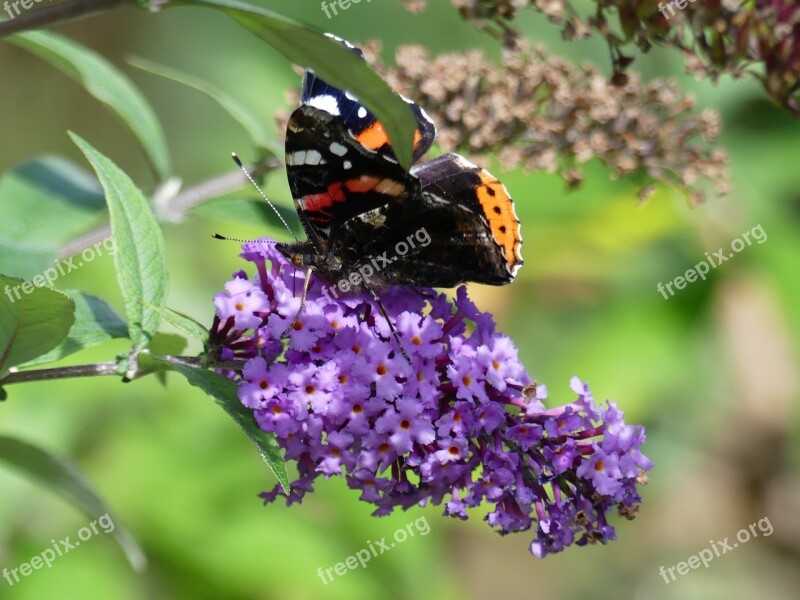 Lilac Butterfly Summer Nature Insect