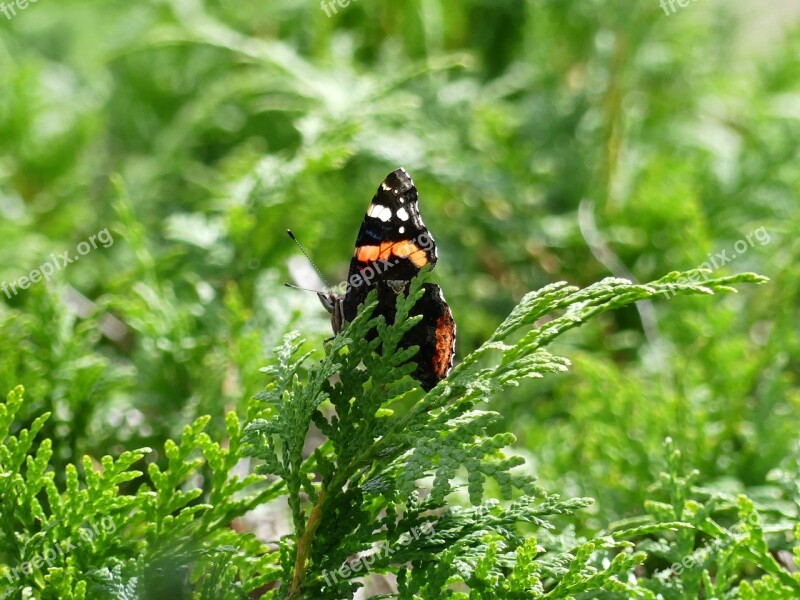 Butterfly Nature Insect Summer Wing