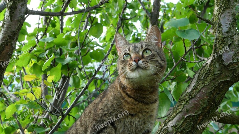 Cat Tree Animals Nature Fur