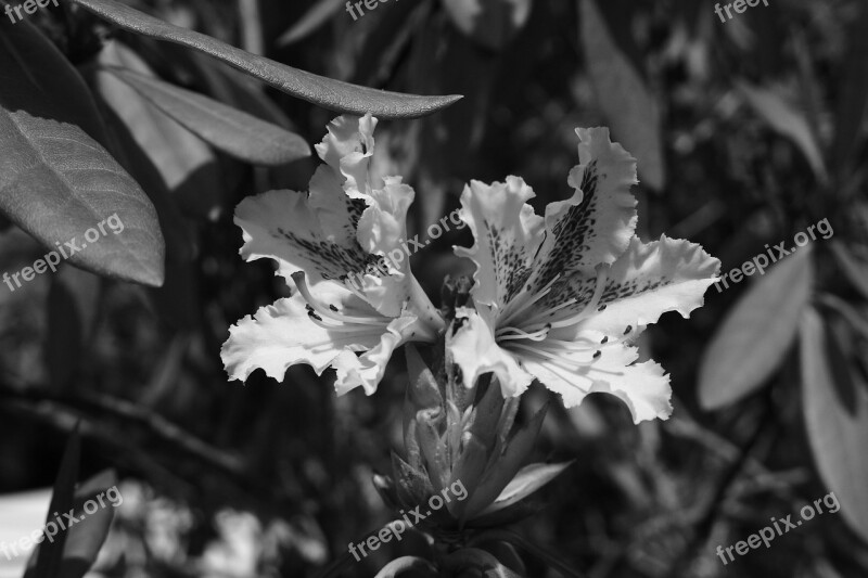 Flowers Rhododendron Nature Black And White Spring