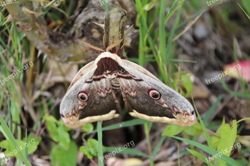 Butterfly Moth Grand Peacock Of The Night Animals Wild