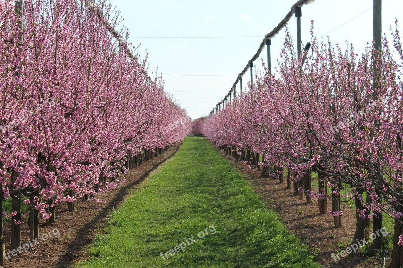 Blossom Bloom Sky Rheinland Summer